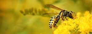 Top 5 Best Wasp Powders - Today's Homeowner
