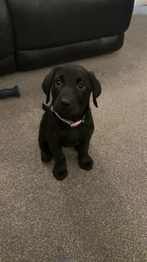 Training a Black Lab Puppy to Sit Successfully
