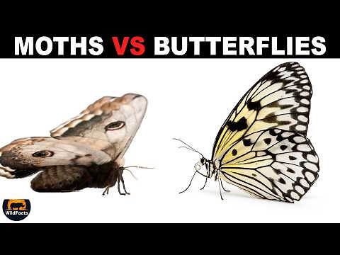 What Is The Difference Between Moths And Butterflies?