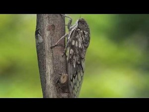 The Indian Cicada : shrilling sound and video