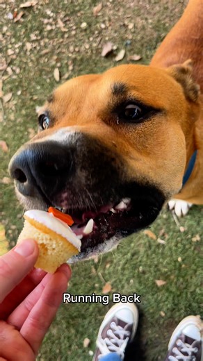7.2K views · 163 reactions | Not sure what’s sweeter: the pupcakes or the pups enjoying them 李 Sprinkles Cupcakes treated our adoptables to dog-friendly pupcakes and it was love at first bite. Thank you, Sprinkles, for making our pups feel extra loved! Featured dogs are available for adoption!  adopt@austinpetsalive.org | Austin Pets Alive! | Facebook