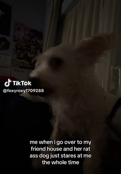 Hilarious Moments with My Friend's Dog and Her Rat