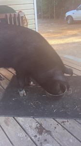 683 reactions · 46 shares | Good morning please share help me get on your news feed and others new feed  Have a great day and eat your vegetables. They make you strong & healthy ❤️ Love one another and be kind ❤️ | Scarlett O'Hara The Southern Belle Pig | Facebook