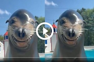 Viral Video: Happy Sea Lion Gives The Most Infectious Smile, Funnily Winks At Camera. Watch