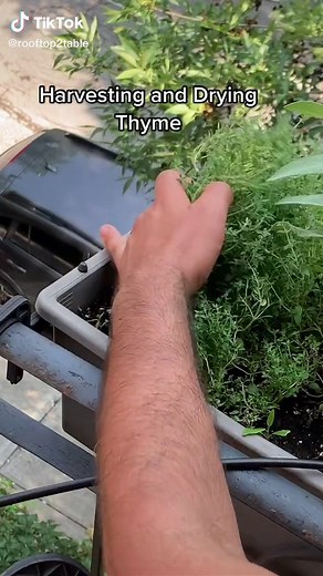 How to Harvest and Dry Thyme