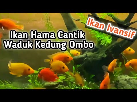 Ikan Hama Cantik Ikan Red Devil | Amphilophus Labiatus