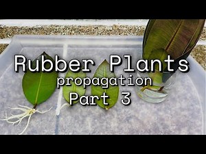 Indoor Plants | Rubber Plant or Ficus Elastica | Rubber Tree | Gardening | Part 3