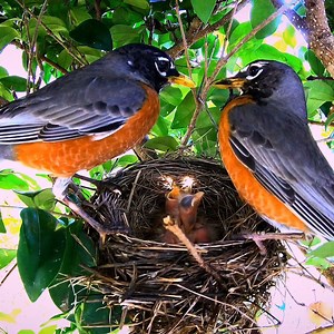 American Robin Nest - Male Robin Feeding Hatchlings and His Wife | Review Bird Nest