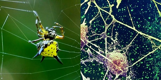 The special properties of spider silk and what science can learn from it