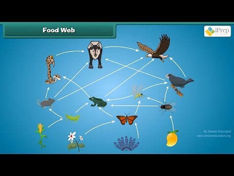 Class 3 EVS Chapter -24 "Web of Life" English Environmental Studies cbse ncert Looking Around