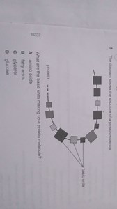The diagram shows the structure of a protein molecule.What ar... | Filo