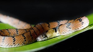 Spotted Wood Snakes are nocturnal creatures that try to remain hidden and out of sight. When disturbed, they flatten themselves low to the earth. | National Geographic History