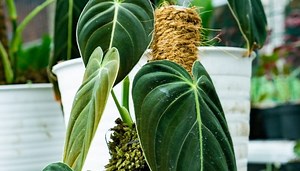 Moss Poles for Plants: Complete Guide on Use, Care and DIY