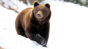 BBC Two - Yellowstone: Wildest Winter to Blazing Summer, The Wildest Winter