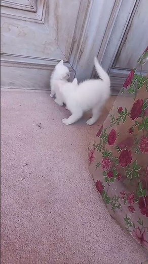 adorable kittens moments ❤️😹