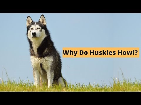 Five Causes of Husky Howling - The Secret Language of Huskies
