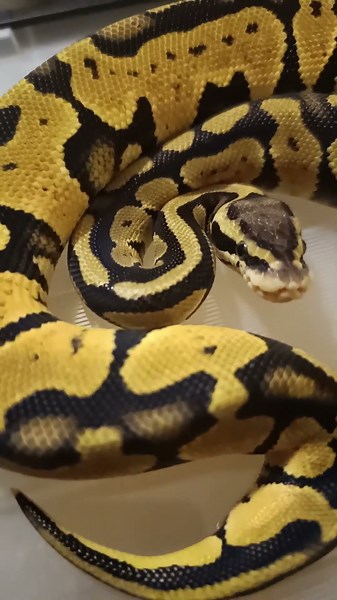 Fire Orange Dream Ball Python | Bright, Clean, and Stunning!