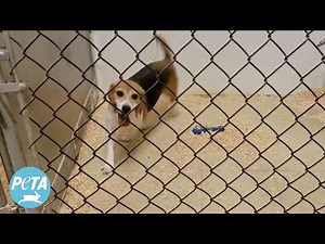 Laboratory Hell: Dogs in Extreme Confinement