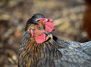 The Ultimate Sapphire Gem Chicken Guide: Everything You Need to Know From Appearance to Egg Laying