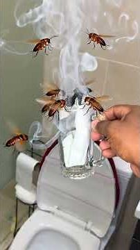 The secret trick luxury hotels use to get rid of cockroaches #pests #cleaning #home