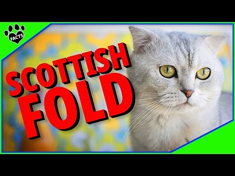 Top 10 Fun Facts About Scottish Fold Cats 101