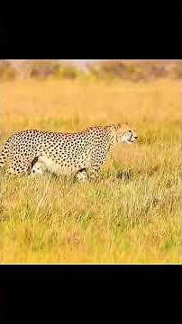 PREDATOR vs PREY: The Most Intense Hunting Moments Captured on Camera