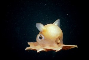 Flapjack octopus | Animals | Monterey Bay Aquarium