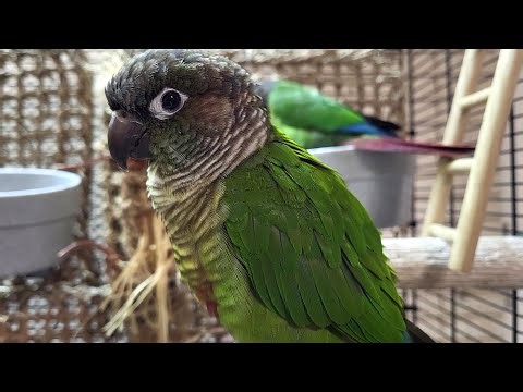 7 hours of relaxing conure parakeet sounds
