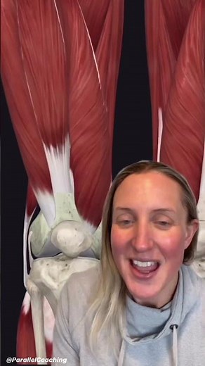 Understanding the four quadriceps muscles