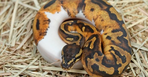 Pied Ball Python