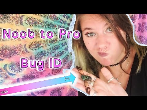 How Do I Identify My Bug? Insect Scientist Explains!