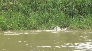 jaguar hunting a capybara | Amazing Animals