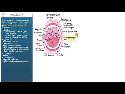 Anatomy and Physiology: Oral Cavity