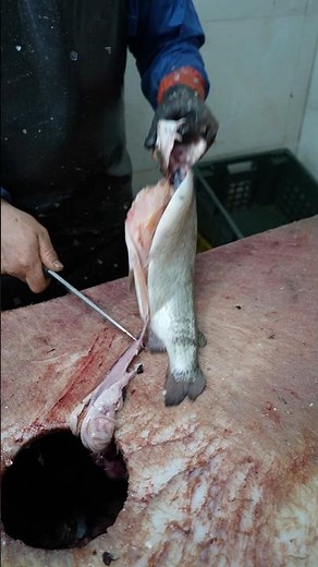 How to Debone and Skin a Trout Fast – No Mess, No Fuss!