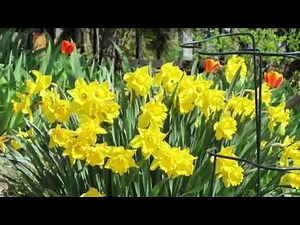 How to Transplant Daffodils