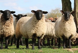 Sheep Farming Project Report, Cost and Profits | Agri Farming