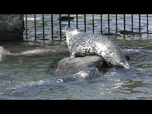 Earless seal (Otaru Aquarium, Hokkaido, Japan) June 14, 2019