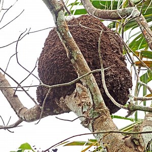 What does a termite nest look like?