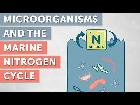 The Role of Microorganisms in the Marine Nitrogen Cycle