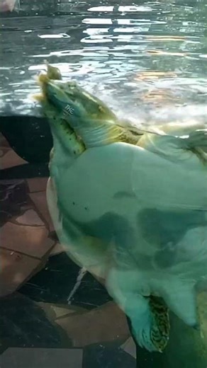 🐢 Softshell Turtle at Frankfurt Zoo | Amazing Aquatic Animal