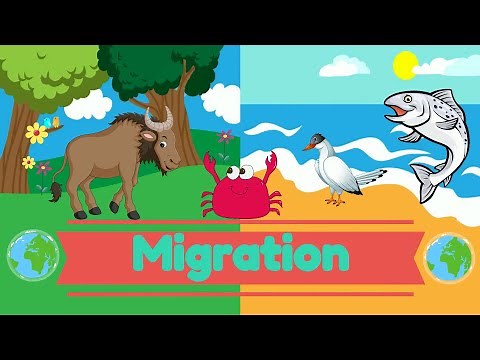 Migration - Science for Kids | ‪@PrimaryWorld‬