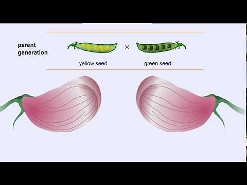 Mendel's Pea Experiment