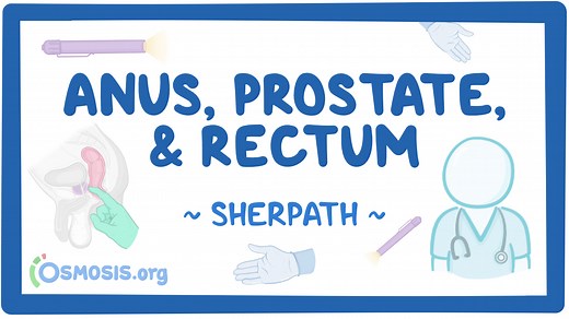 Assessment of Anus, Rectum, and Prostate: Video, Causes, & Meaning | Osmosis