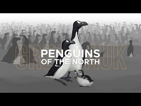 The Tragic End of the Great Auk