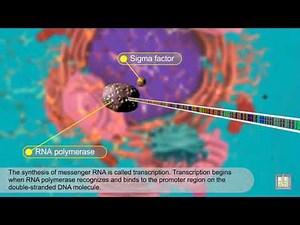 mRNA - Protein Synthesis - animated