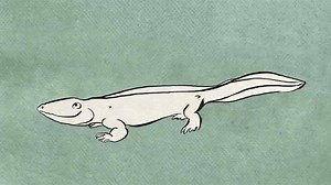 Human to fish, and back again: a brisk walk through our evolutionary history | Aeon Videos