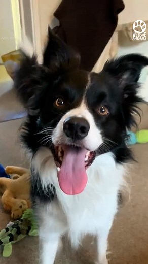 853K views · 41K reactions | This Border Collie might just be the world's smartest dog ❤️ | We Love Animals | Facebook