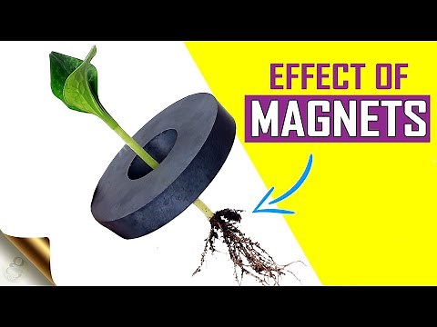 SEE WHAT HAPPENS TO PLANTS WHEN YOU PLACE A MAGNET IN A POT? | DIY GARDENING EXPERIMENT