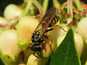 Wasps - Green Nature