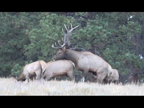 Colorado Elk Rut and Bugling in Rocky Mountain National Park - 4k UHD